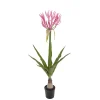 Nerine 125