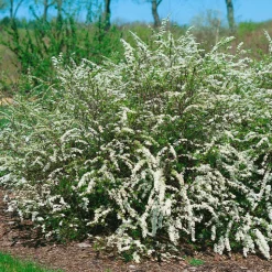 Norsk Brudspirea 20-40cm Krukodlade