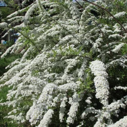 Norsk Brudspirea 20-40cm Krukodlade