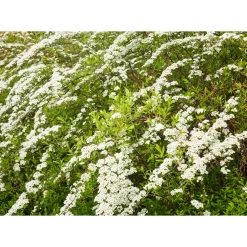 Norsk Brudspirea 20-40cm Krukodlade