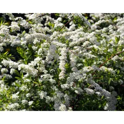 Norsk Brudspirea 20-40cm Krukodlade