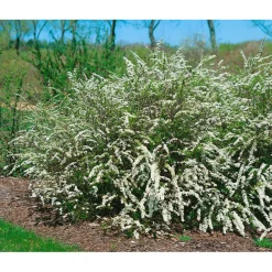 Norsk Brudspirea 20-40cm Krukodlade