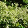 Norsk Brudspirea Grefsheim 30-50 cm