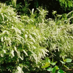 Norsk Brudspirea Grefsheim 30-50 cm