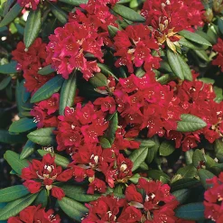 Nova Zembla