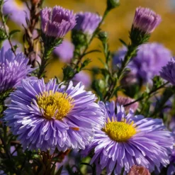 Oktoberaster Early Blue Symphyotrichum Novi-Belgii