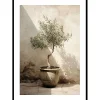 Olive Tree Mediterranean No1