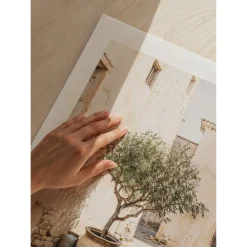 Olive Tree Mediterranean Setting No1