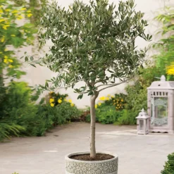 Olivträd Omnia Garden  Bygghemma.se