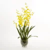 Oncidium
