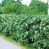 Oxelhäck 30-50 cm