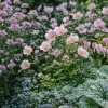 Perennpaket Pollinatörernas Favorit