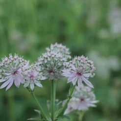 Perennpaket Pollinatörernas Favorit