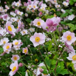 Perennpaket Pollinatörernas Favorit