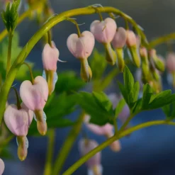 Perennpaket Pollinatörernas Favorit