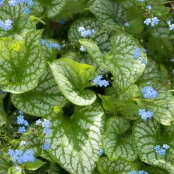 Perennpaket Pollinatörernas Favorit