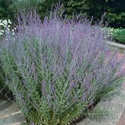 Perovskia