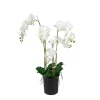Phalaenopsis 130