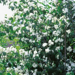 Philadelphus Virginalis (hybrida)