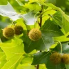Platanus X Hispanica Högstam
