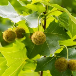 Platanus X Hispanica Högstam