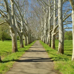 Platanus X Hispanica Högstam