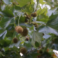Platanus X Hispanica Högstam