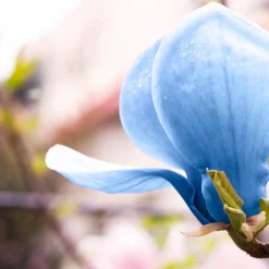 Poppelmagnolia Blue Opal 80-100 cm