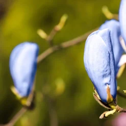 Poppelmagnolia Blue Opal 80-100 cm