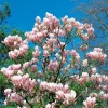 Praktmagnolia