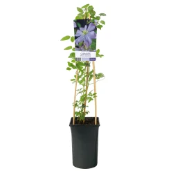 Prince Charles 40-60 cm