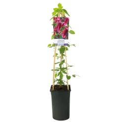 Princess Diana 40-60 cm