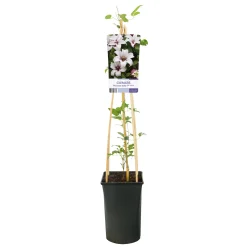 Princess Kate 40-60 cm