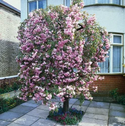 Prunus Kiku-Shidare-Zakura 100-120 cm
