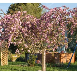 Prunus Kiku-Shidare-Zakura 100-120 cm
