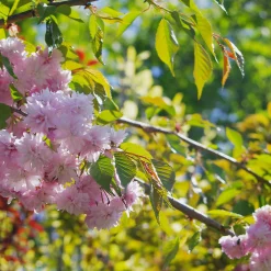 Prunus Kiku-Shidare-Zakura 100-120 cm