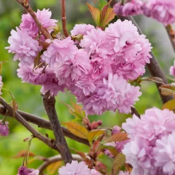 Prunus Kiku-Shidare-Zakura 100-120 cm
