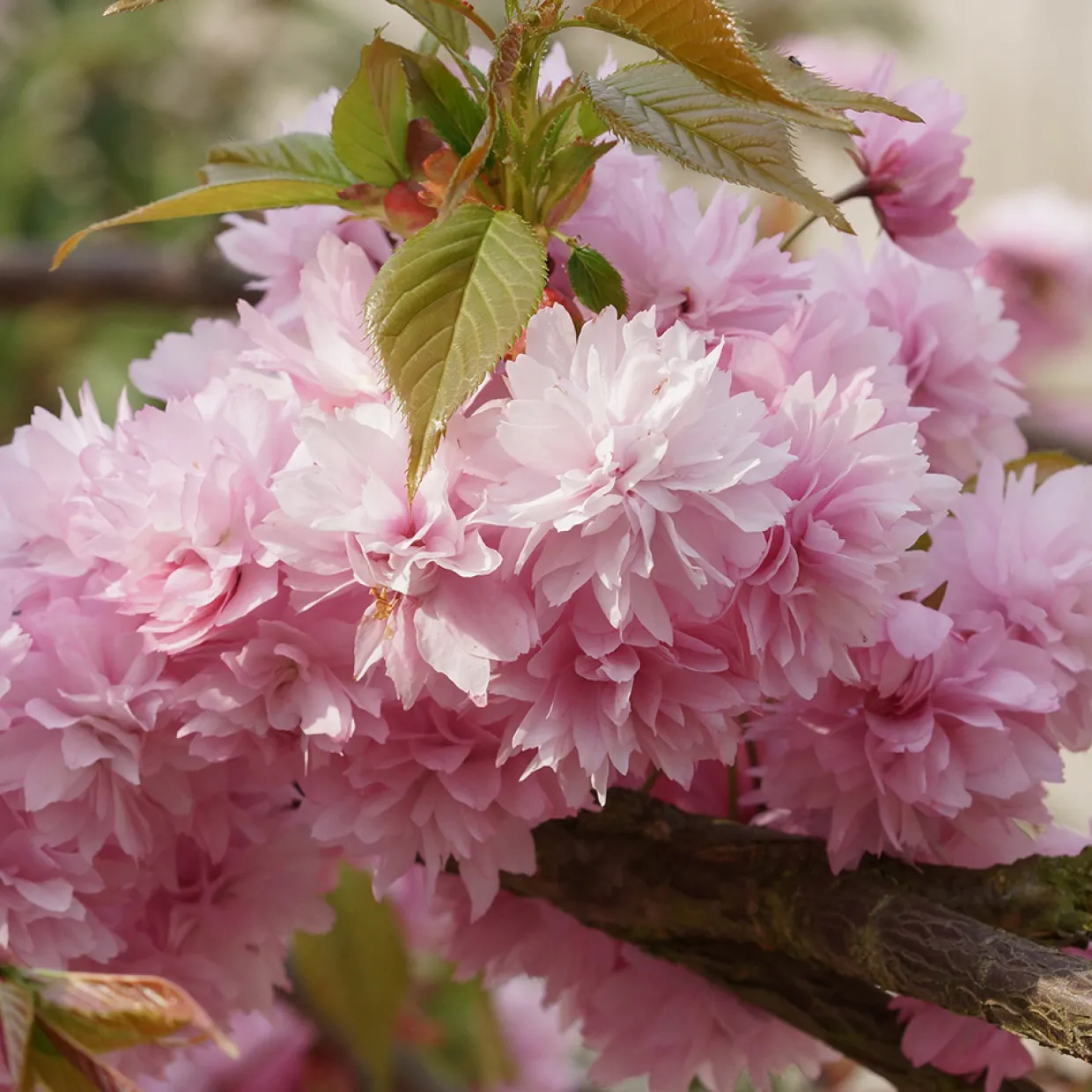 Prunus Kiku-Shidare-Zakura 100-120 cm