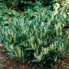 Prunus laurocerasus Otto Luyken