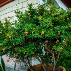 Punica Granatum