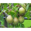 Pyrus Communis Gråpäron