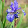 Rabattiris Blue King Strandiris