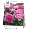 Ranunculus