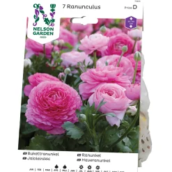 Ranunculus