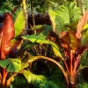 Röd Banan Ensete Ventricosum Maurelli