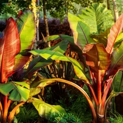 Röd Banan Ensete Ventricosum Maurelli