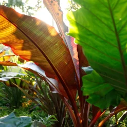 Röd Banan Ensete Ventricosum Maurelli