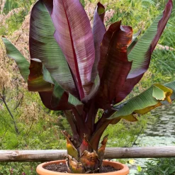 Röd Banan Ensete Ventricosum Maurelli