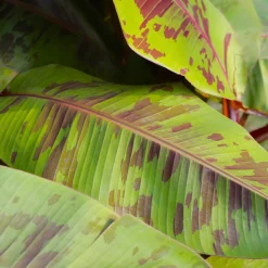 Röd Banan ‘Ever Red’ Med Stora Blad