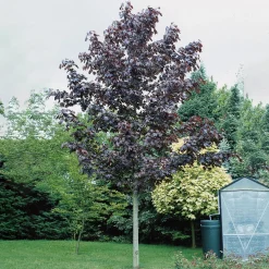 Rödbladig 350-450 cm